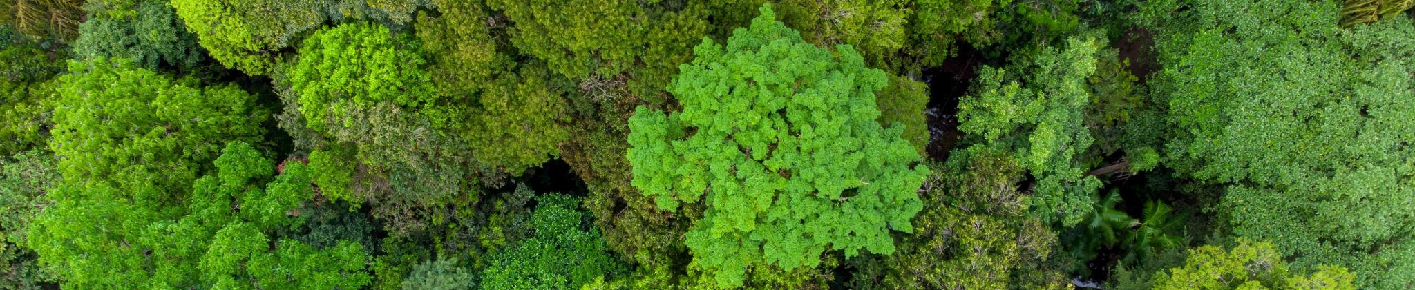 Tropical forest canopy