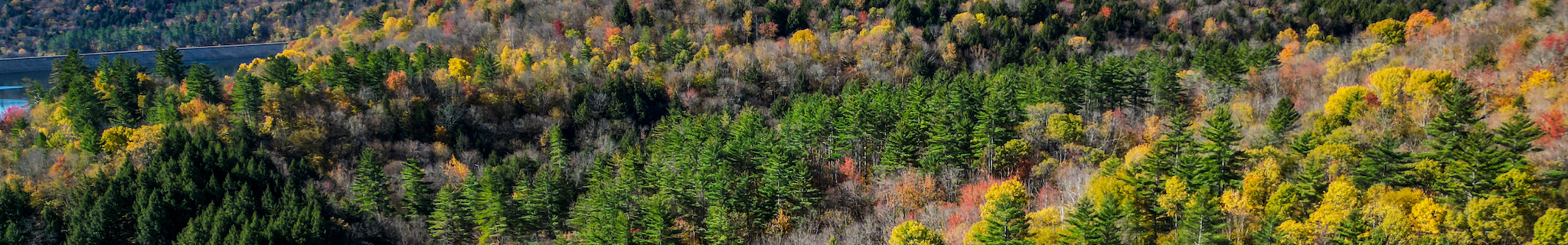 Temperate forest